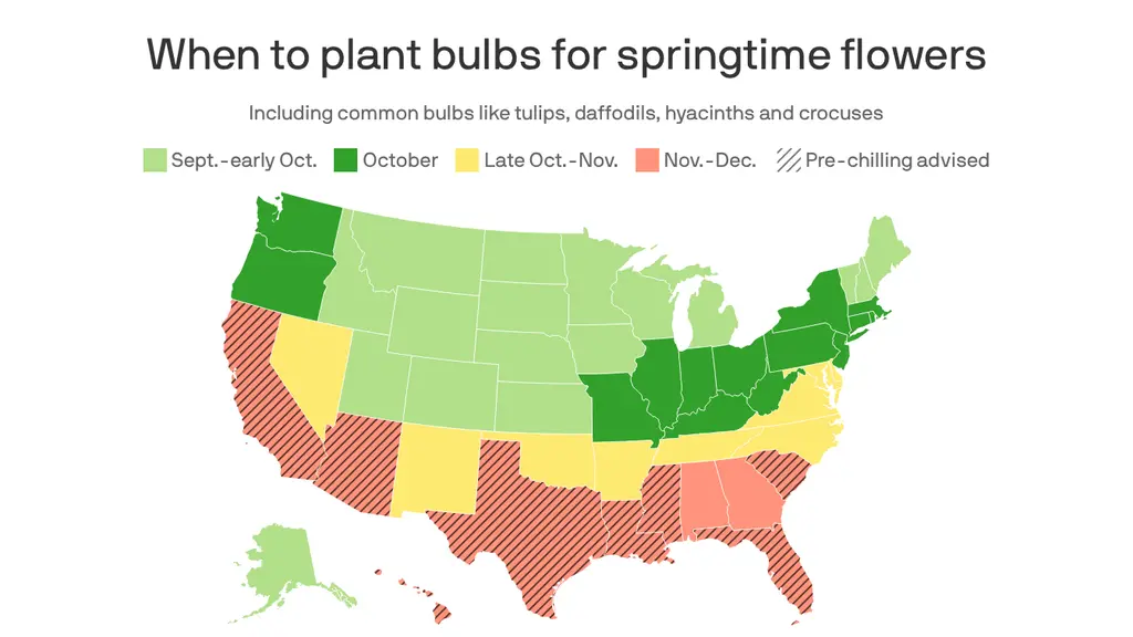 When to plant bulbs for spring flowers